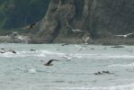 PICTURES/Rialto Beach/t_Flying Gulls16.JPG